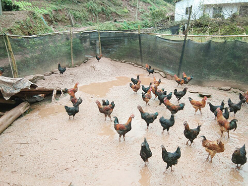 6731������Ϸ(�й���)-�ٷ���վ